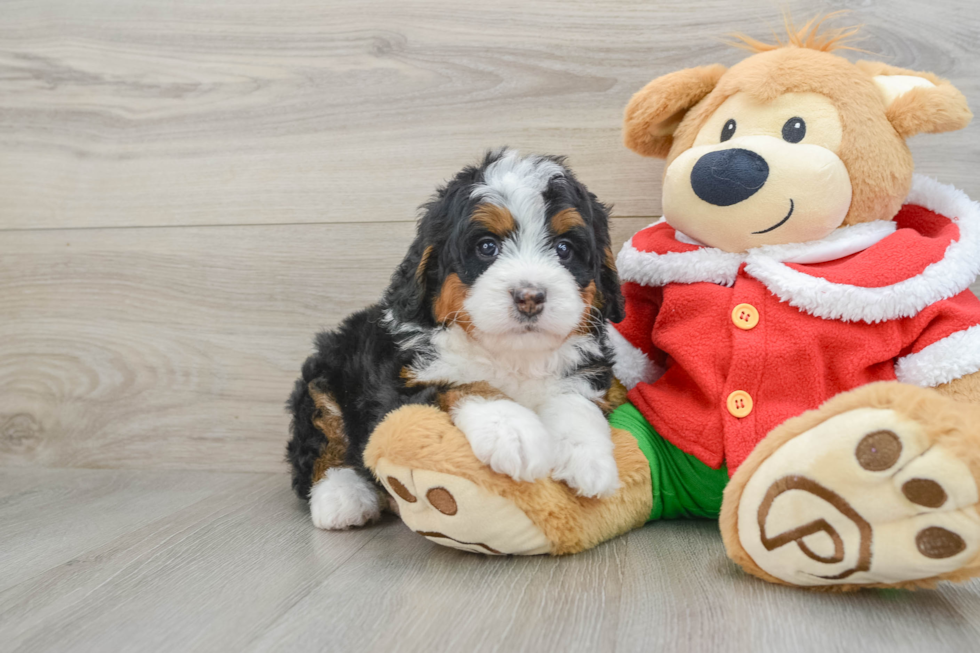 Best Mini Bernedoodle Baby