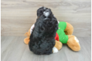 Mini Bernedoodle Puppy for Adoption