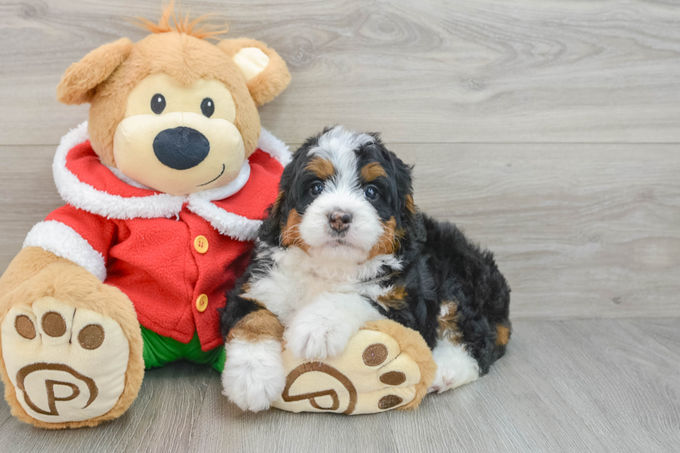 Energetic Mini Bernesepoo Poodle Mix Puppy