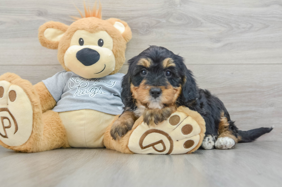 6 week old Mini Bernedoodle Puppy For Sale - Premier Pups