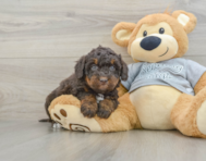 8 week old Mini Bernedoodle Puppy For Sale - Premier Pups