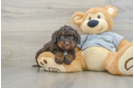 Popular Mini Bernedoodle Poodle Mix Pup