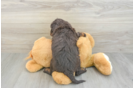 Adorable Mini Bernadoodle Poodle Mix Puppy