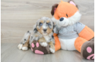 Best Mini Bernedoodle Baby
