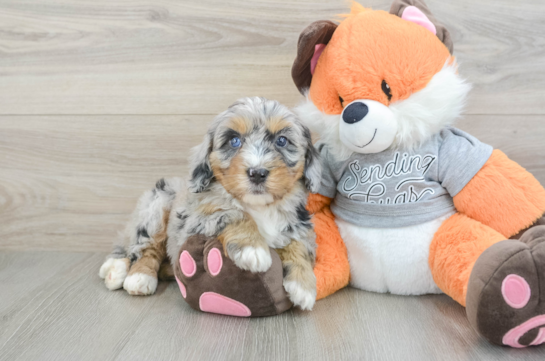 Best Mini Bernedoodle Baby