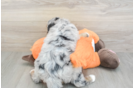Mini Bernedoodle Puppy for Adoption