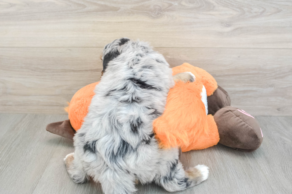 Mini Bernedoodle Puppy for Adoption