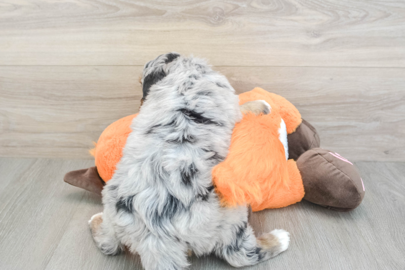 Meet Razzle - our Mini Bernedoodle Puppy Photo 2/3 - Premier Pups