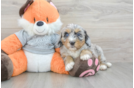 Happy Mini Bernedoodle Baby