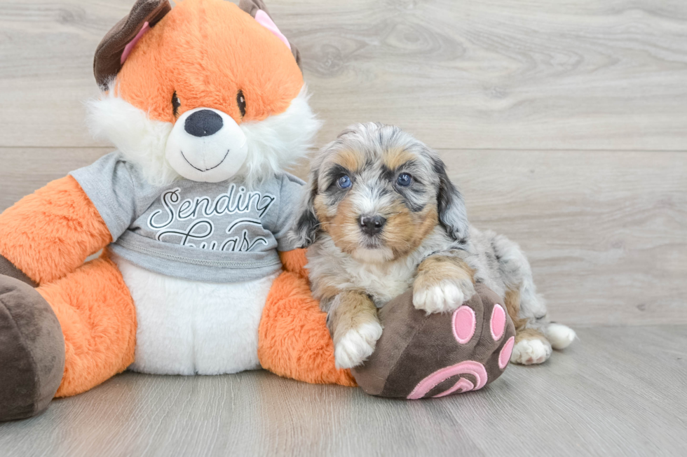 Happy Mini Bernedoodle Baby