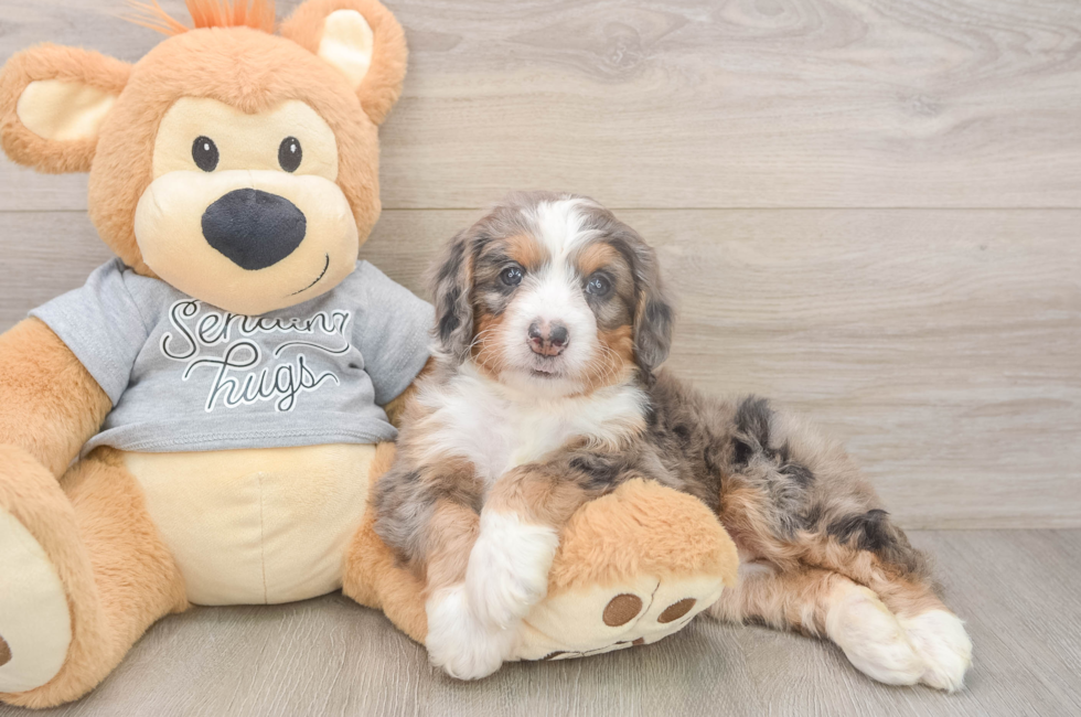 5 week old Mini Bernedoodle Puppy For Sale - Premier Pups