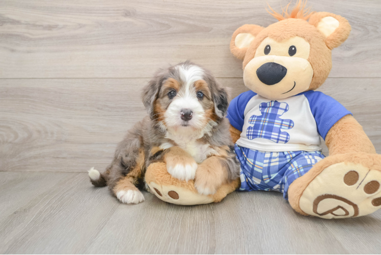 Mini Bernedoodle Puppy for Adoption