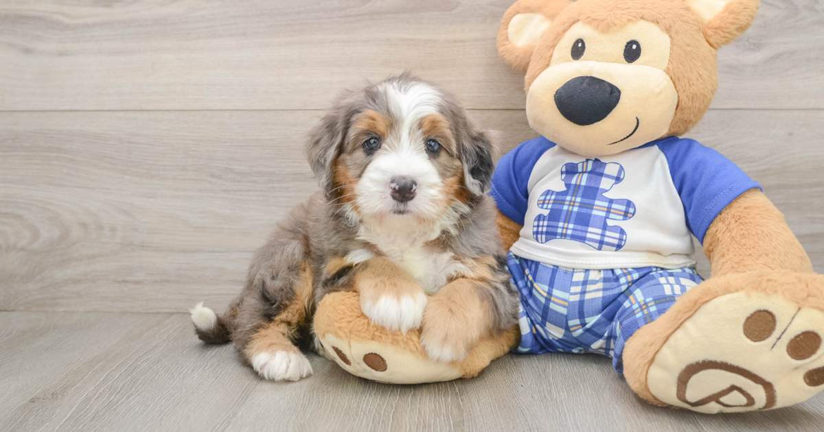 Mini Razzles Little Mini Bernedoodle Razzle: 9lb 9oz Doodle Puppy