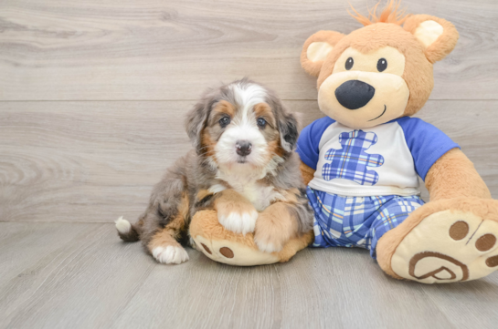 Mini Bernedoodle Puppy for Adoption