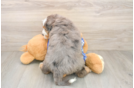 Hypoallergenic Mini Bernadoodle Poodle Mix Puppy