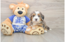 Mini Bernedoodle Puppy for Adoption