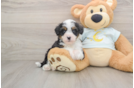 Mini Bernedoodle Puppy for Adoption