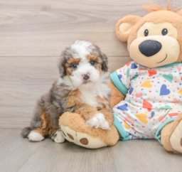 5 week old Mini Bernedoodle Puppy For Sale - Premier Pups
