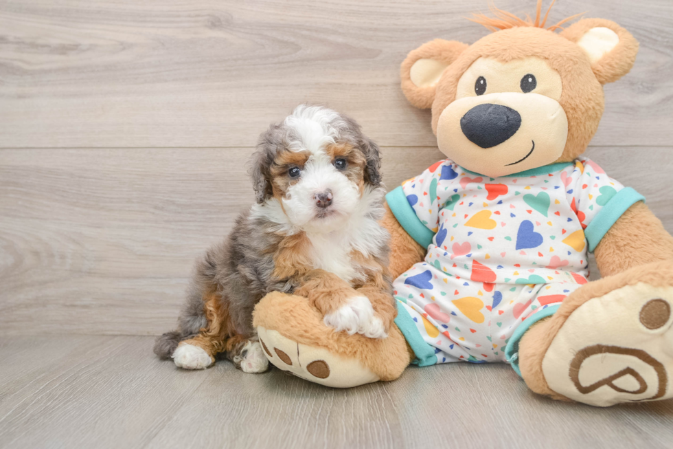 Adorable Mini Bernadoodle Poodle Mix Puppy