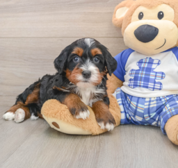 7 week old Mini Bernedoodle Puppy For Sale - Premier Pups
