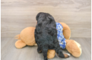 Popular Mini Bernedoodle Poodle Mix Pup