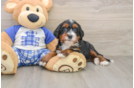 Fluffy Mini Bernedoodle Poodle Mix Pup