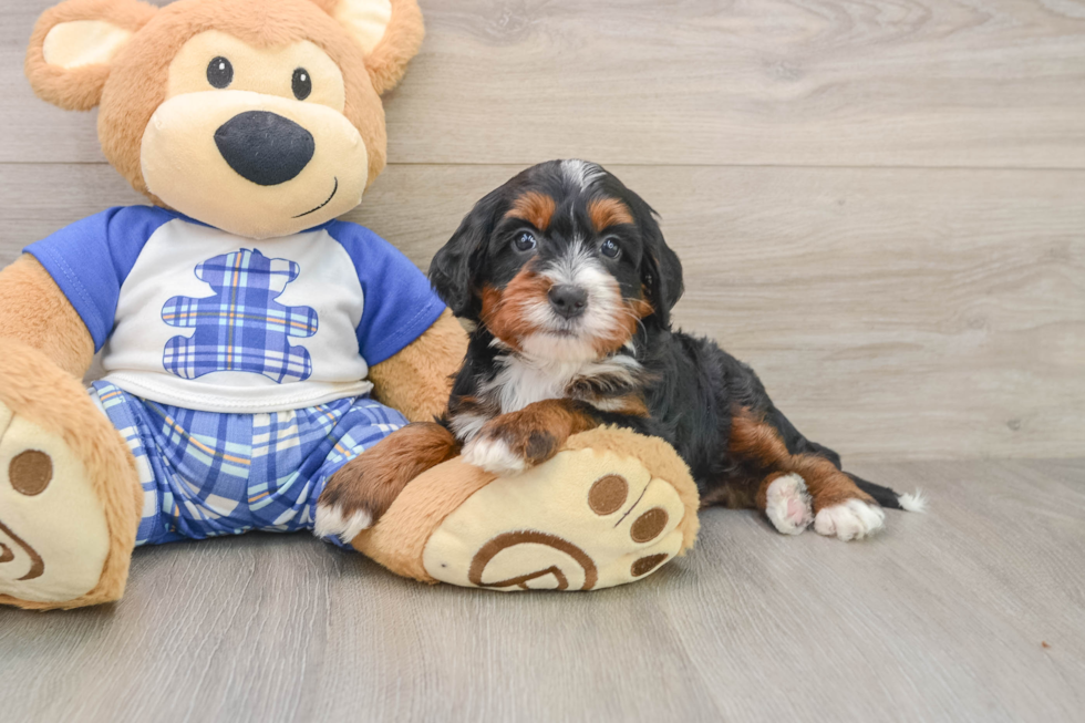 Fluffy Mini Bernedoodle Poodle Mix Pup