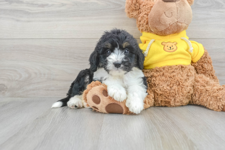 Mini Bernedoodle Pup Being Cute