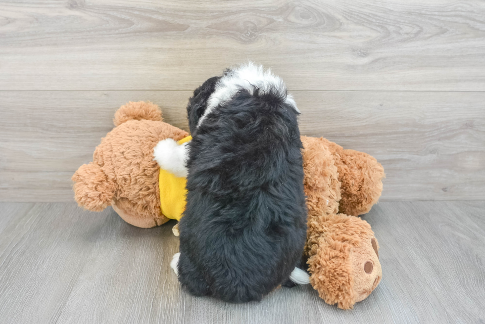 Energetic Mini Berniedoodle Poodle Mix Puppy