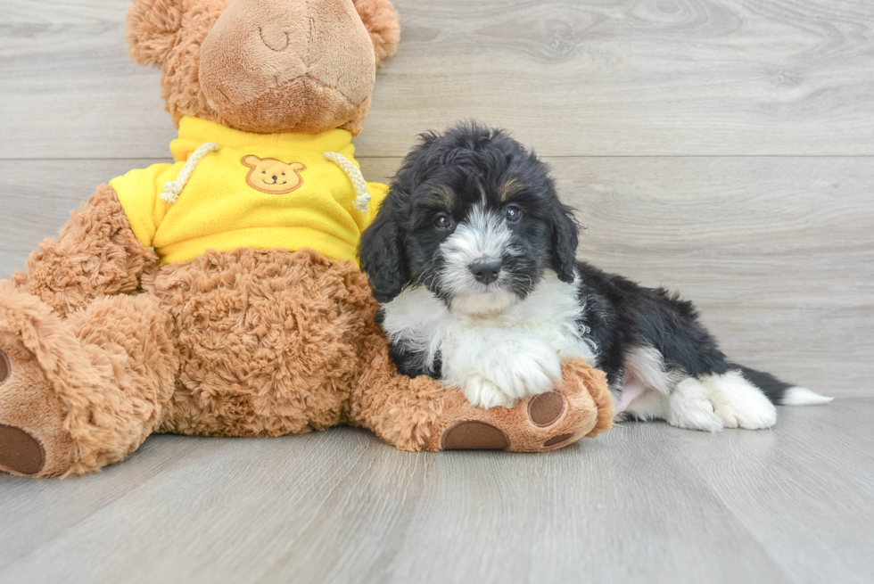 Mini Bernedoodle Puppy for Adoption