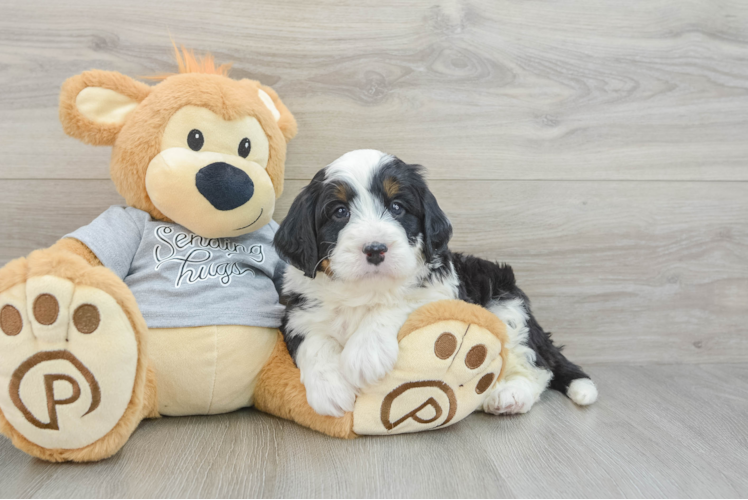 Best Mini Bernedoodle Baby