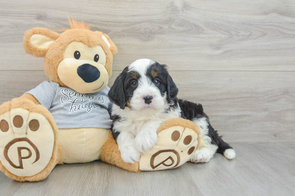 Best Mini Bernedoodle Baby