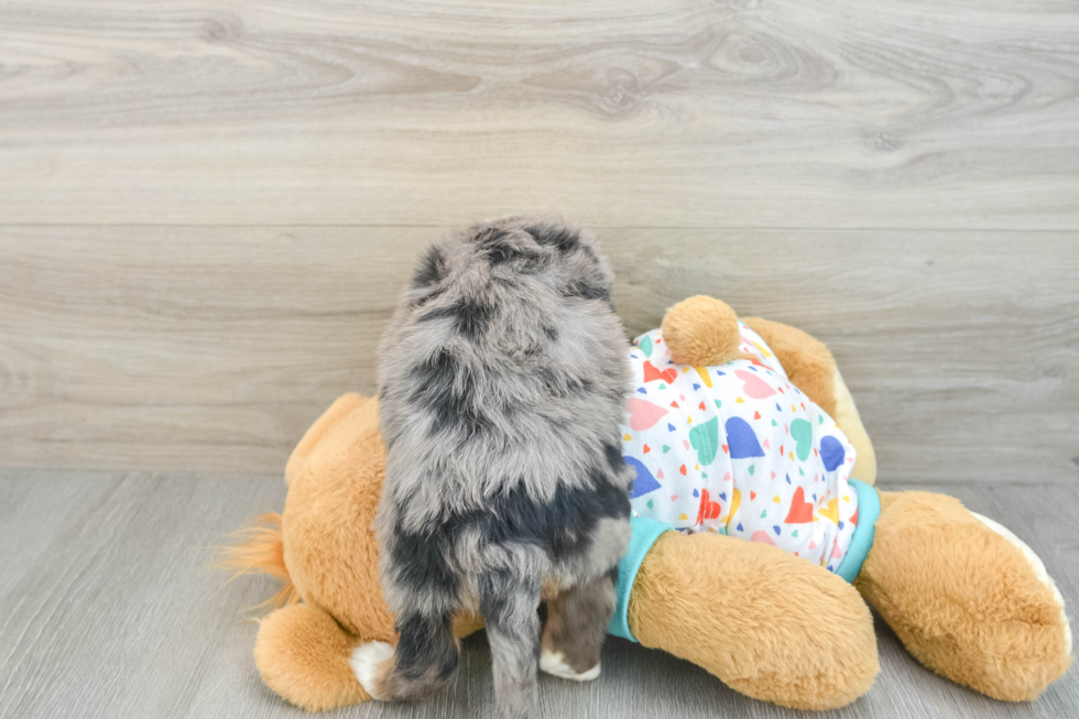 Mini Bernedoodle Pup Being Cute