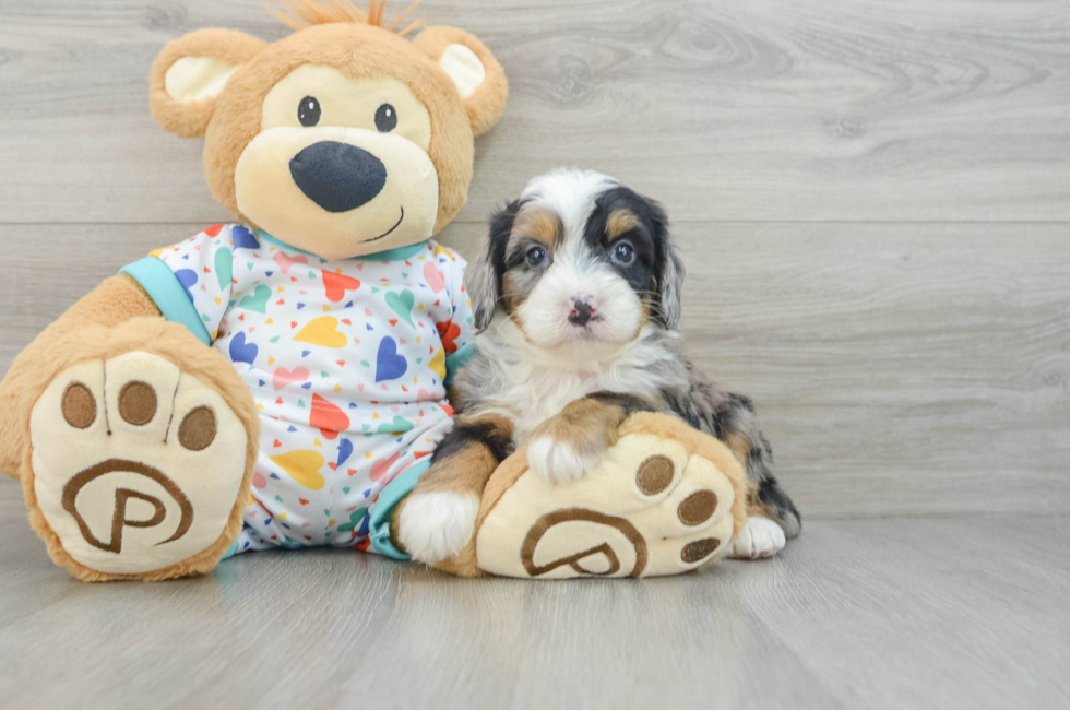 7 week old Mini Bernedoodle Puppy For Sale - Premier Pups