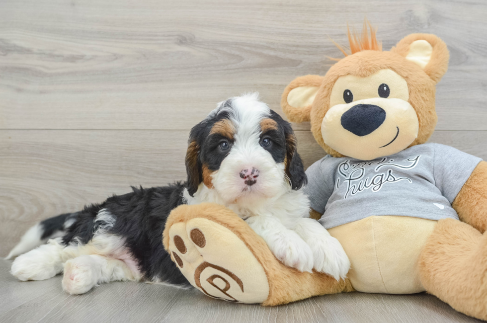 6 week old Mini Bernedoodle Puppy For Sale - Premier Pups