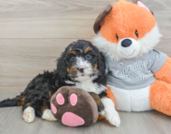 6 week old Mini Bernedoodle Puppy For Sale - Premier Pups