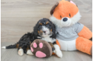 Mini Bernedoodle Puppy for Adoption