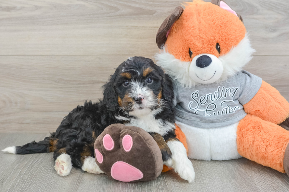 5 week old Mini Bernedoodle Puppy For Sale - Premier Pups