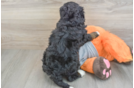 Best Mini Bernedoodle Baby