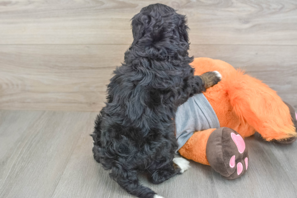 Best Mini Bernedoodle Baby