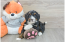 Little Mini Bernesepoo Poodle Mix Puppy
