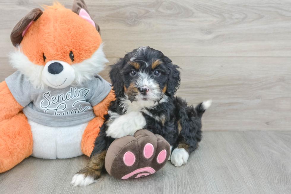 Little Mini Bernesepoo Poodle Mix Puppy