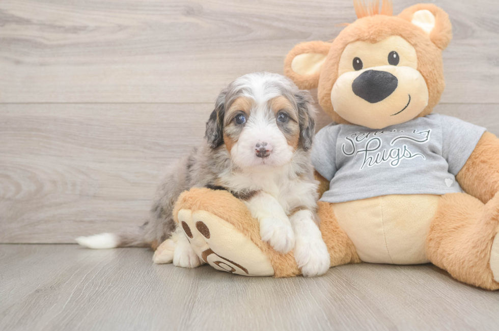 5 week old Mini Bernedoodle Puppy For Sale - Premier Pups