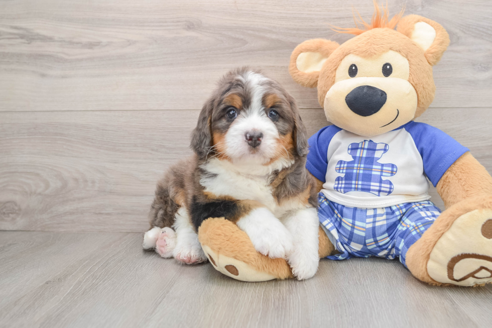 Sweet Mini Bernedoodle Baby