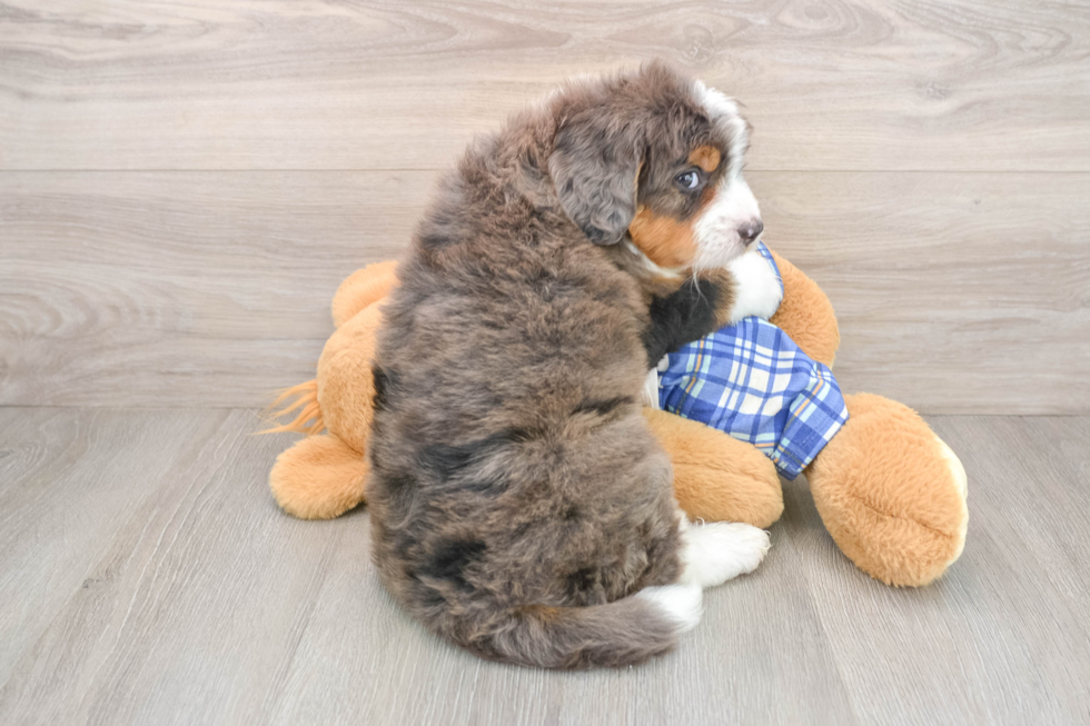 Funny Mini Bernedoodle Poodle Mix Pup