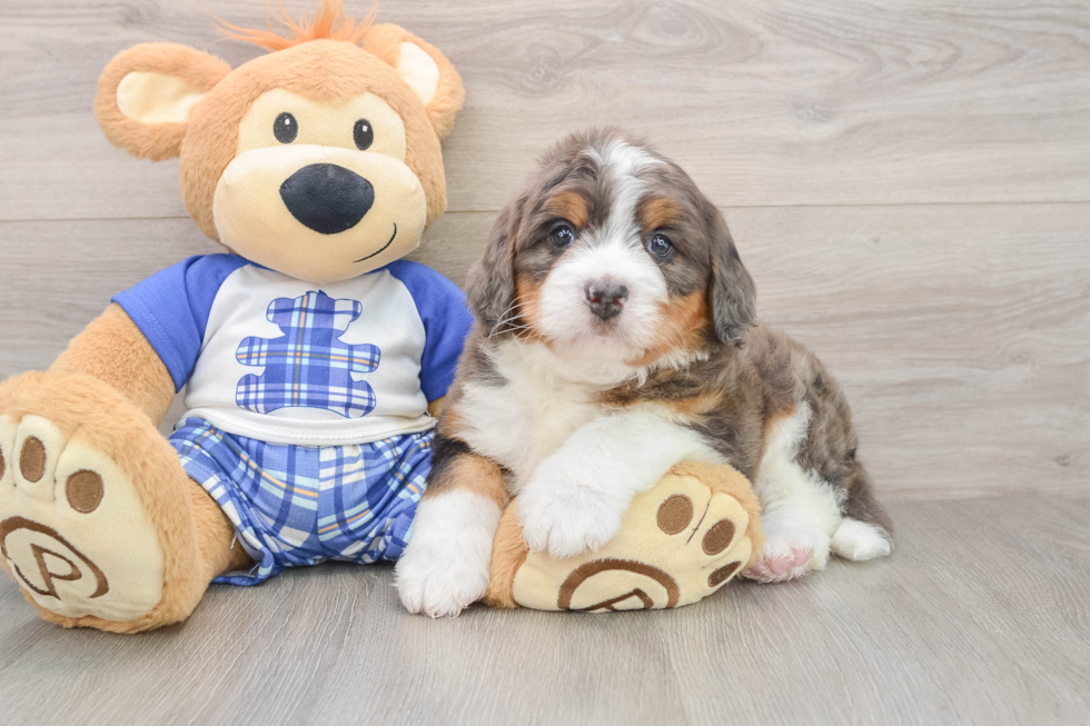 Mini Bernedoodle Puppy for Adoption