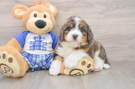 Mini Bernedoodle Puppy for Adoption