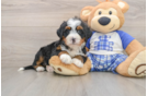 Best Mini Bernedoodle Baby