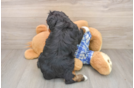 Mini Bernedoodle Puppy for Adoption