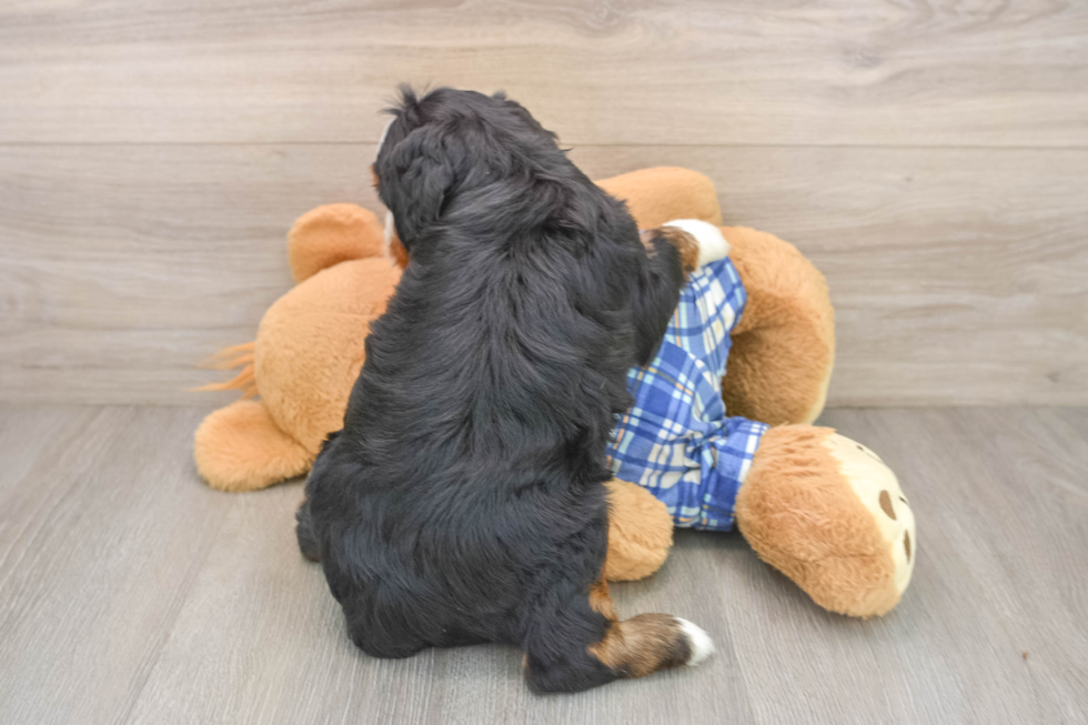 Mini Bernedoodle Puppy for Adoption